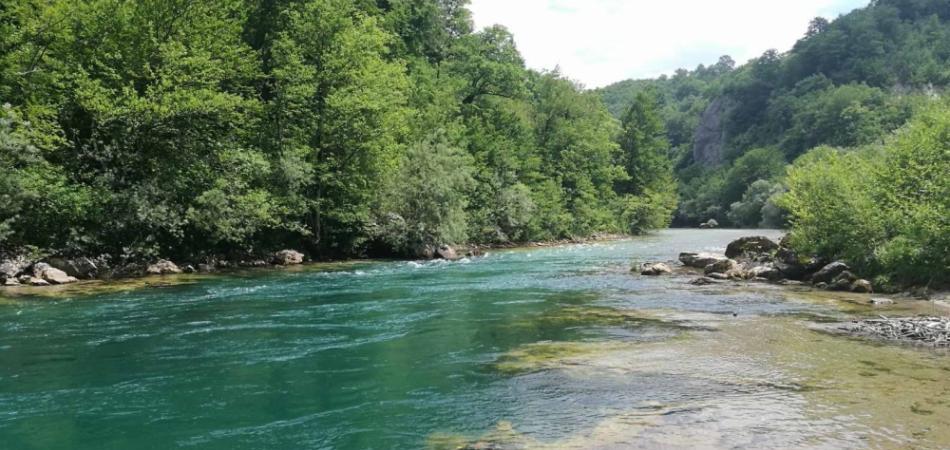 Tendere obara falsifikator certifikata o autentičnosti ribe